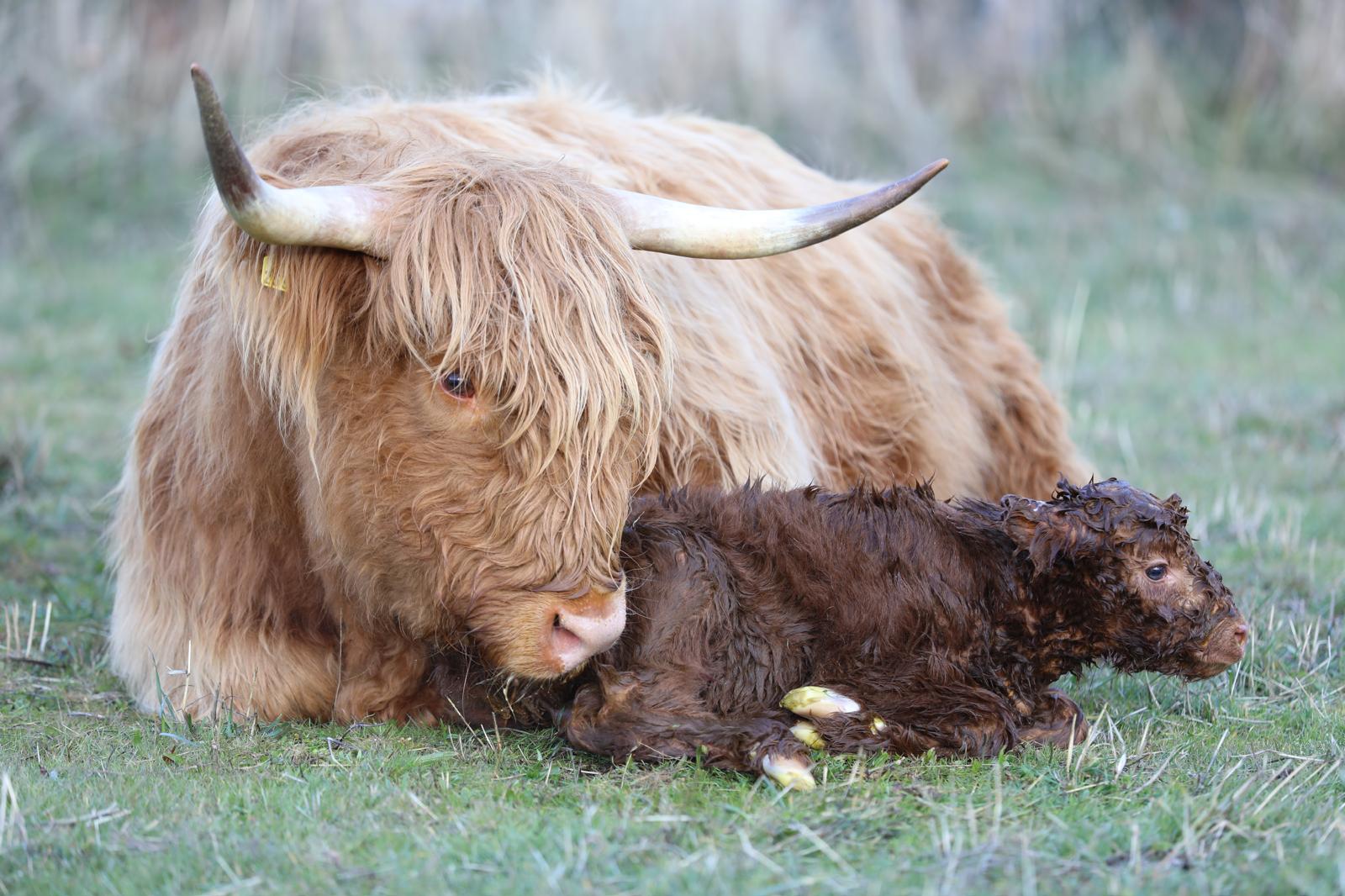 Highland cattle - Resistenza climatica